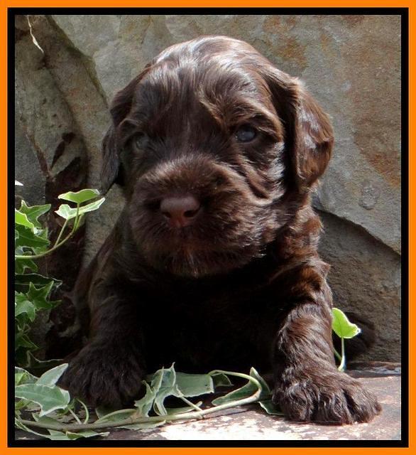 SC pups 3 wks old 161