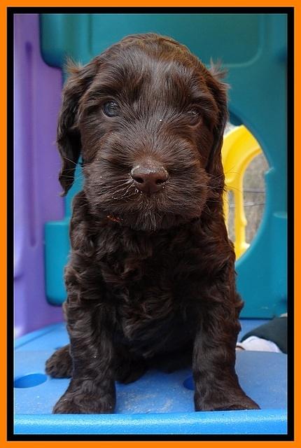 SC pups 5 wks old 250