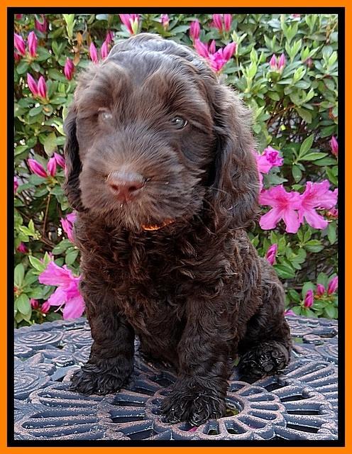 SC pups 7 wks old 320