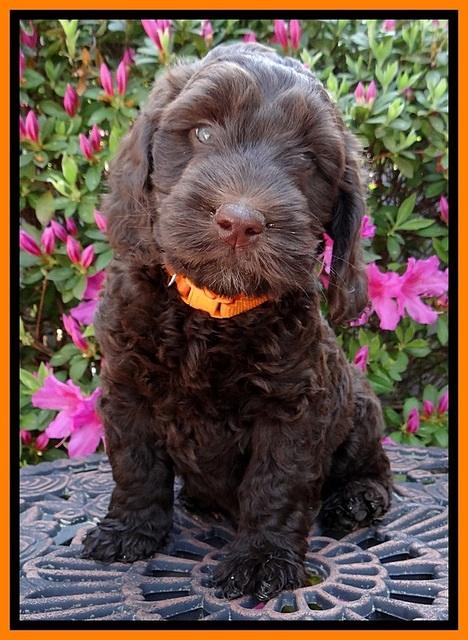 SC pups 7 wks old 330