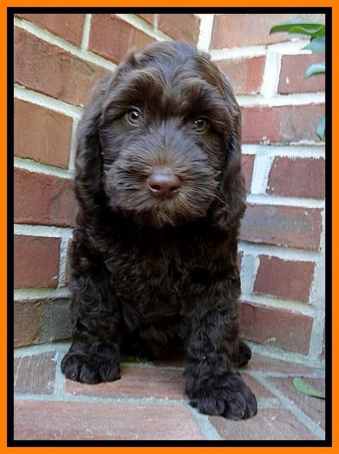 SC pups 8 wks old 70