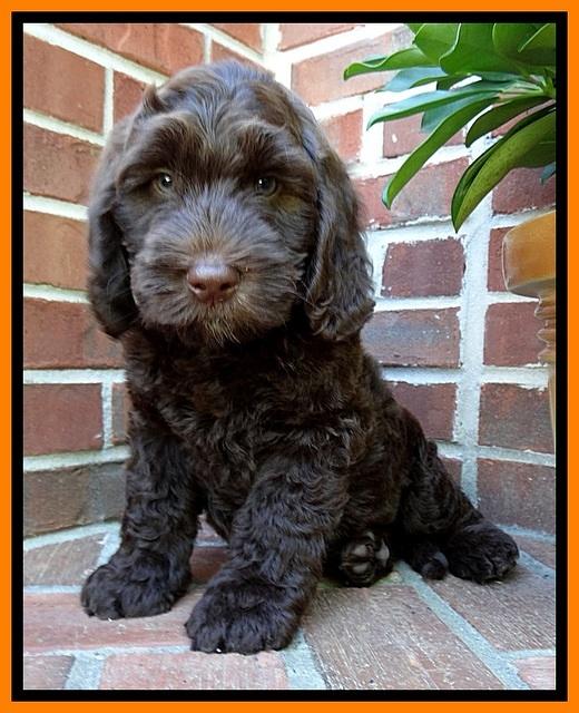 SC pups 8 wks old 80