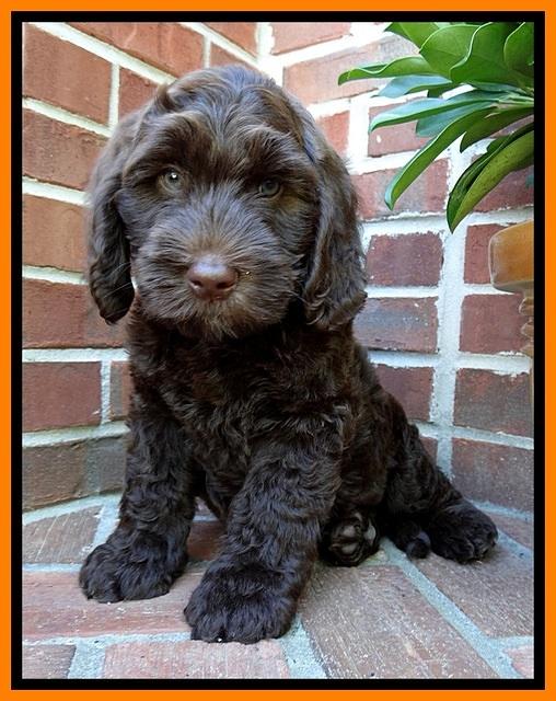 SC pups 8 wks old 90