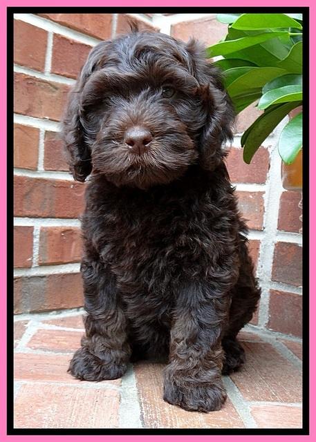 SC  pups 8 wks old 12