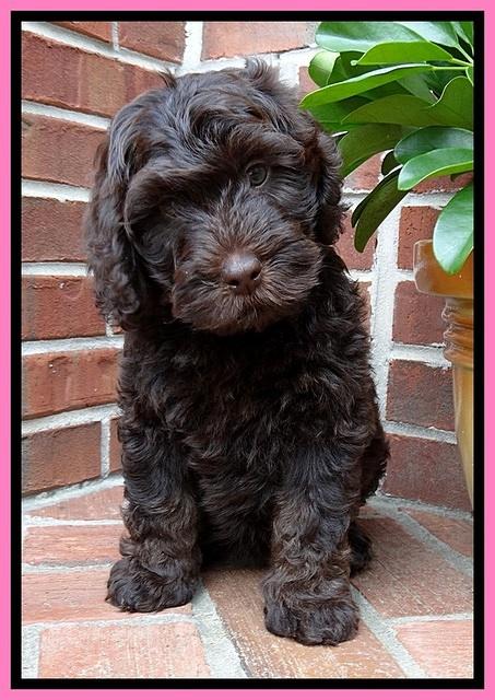 SC  pups 8 wks old 22