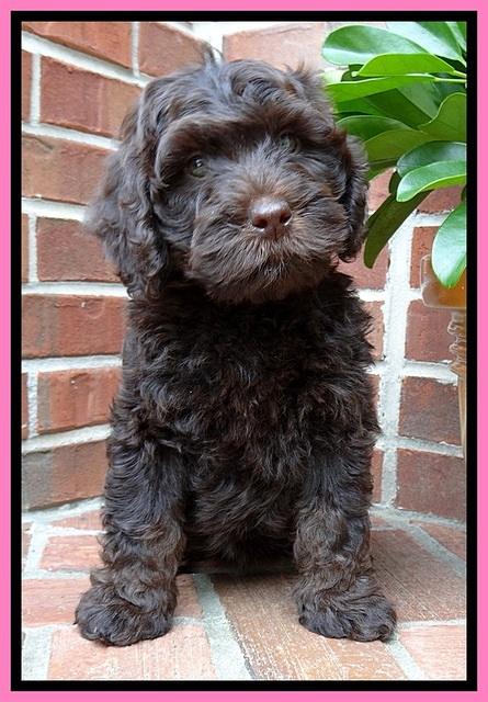 SC  pups 8 wks old 32