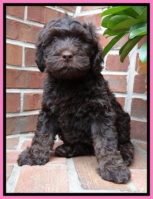 SC  pups 8 wks old 52