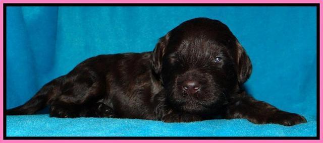 SC pups 2 wks old 331