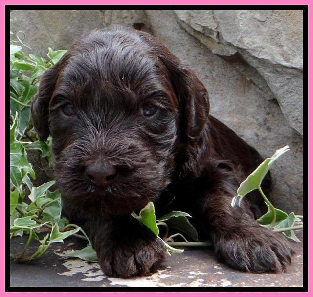 SC pups 3 wks old 211