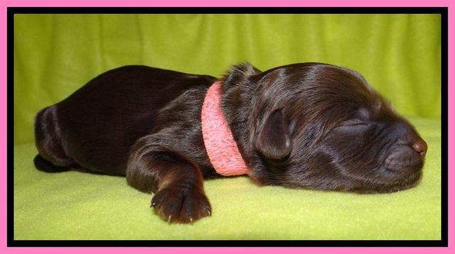 SC pups one day old 131