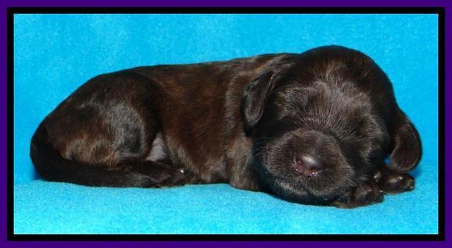 SC pups 2 wks old 111