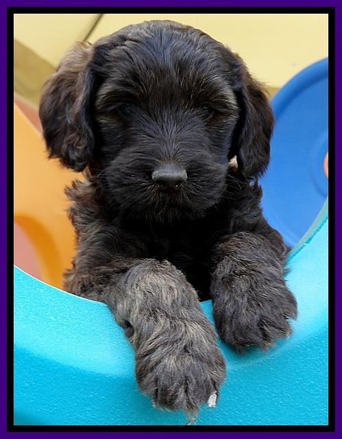 SC pups 6 wks old 261