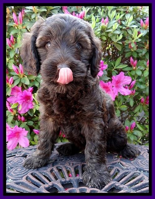 SC pups 7 wks old 100