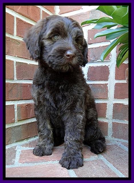 SC pups 8 wks old 110