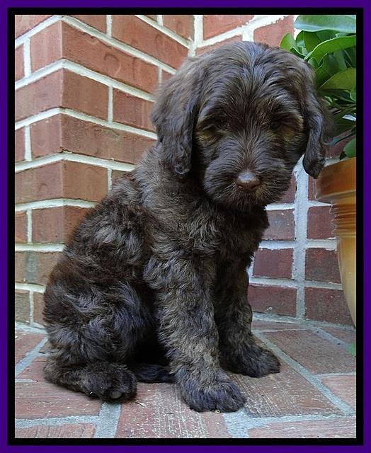 SC pups 8 wks old 120