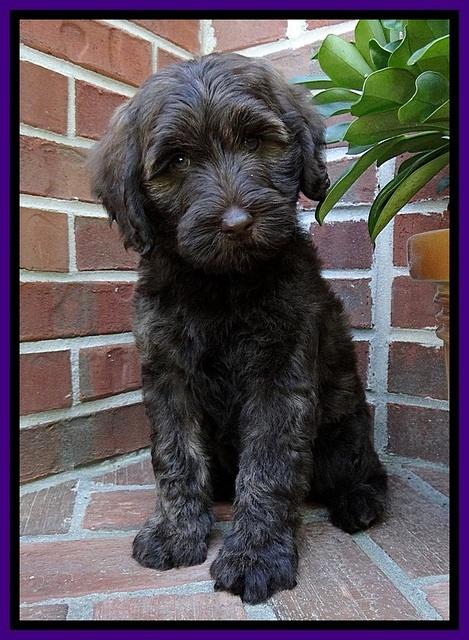 SC pups 8 wks old 130