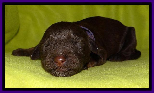  SC pups one day old 61