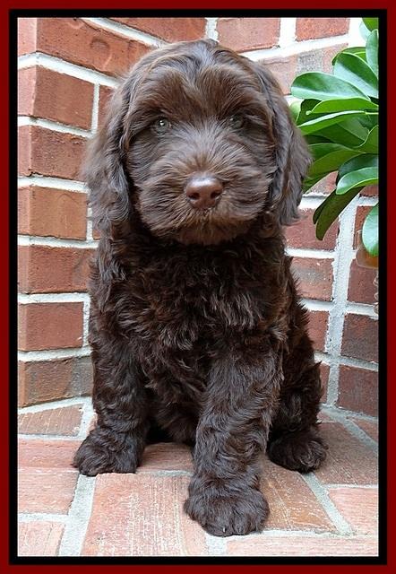 SC  pups 8 wks old 202