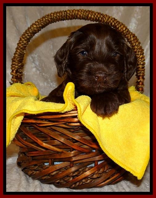 SC pups 4 wks old 161