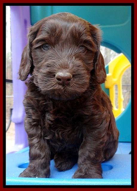 SC pups 5 wks old 140