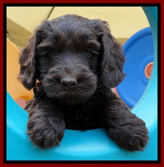 SC pups 6 wks old 311