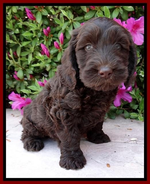 SC pups 7 wks old 40