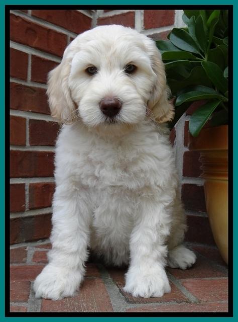 SC  pups 8 wks old 82