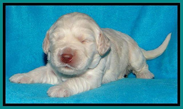 SC pups 2 wks old 141