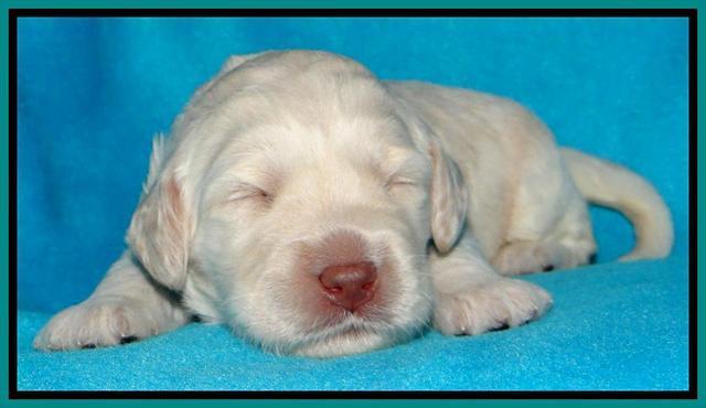 SC pups 2 wks old 171