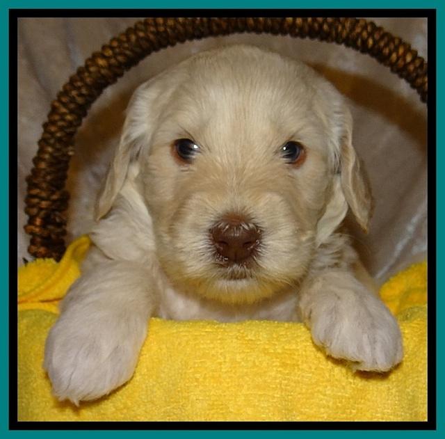 SC pups 4 wks old 261