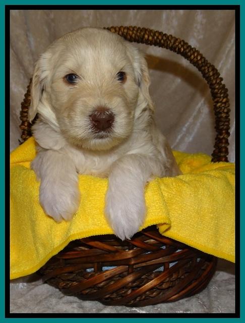 SC pups 4 wks old 291