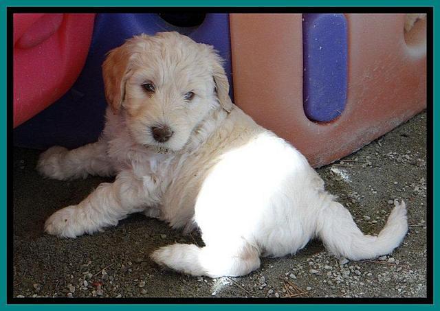 SC pups 6 wks old 101