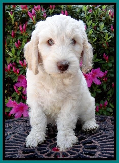 SC pups 7 wks old 220