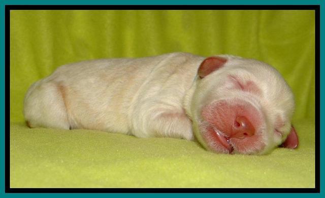  SC pups one day old 201