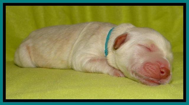  SC pups one day old 221