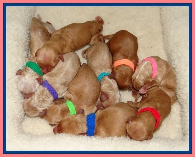 SR newborn group