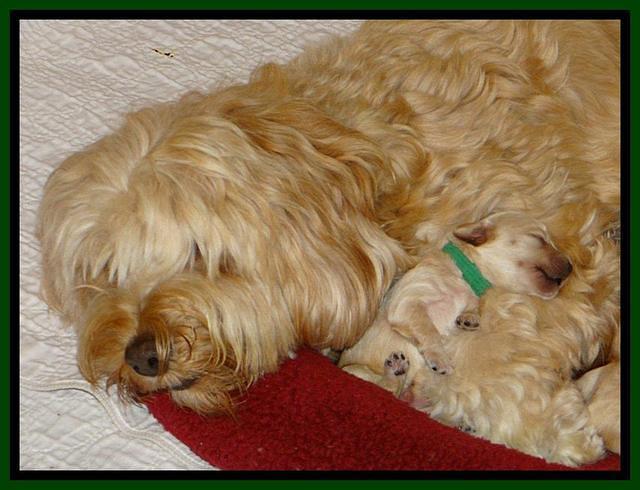 Sky Reagan pups 1 week old 231