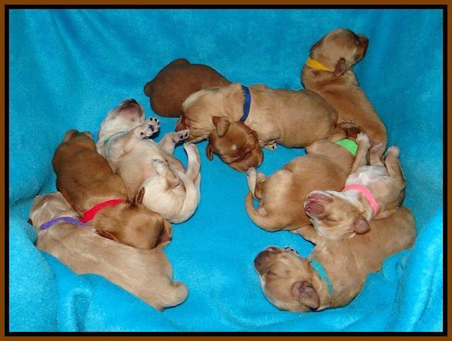 Sky Reagan pups 1 week old 241