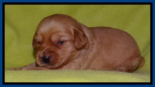 Sky Reagan pups 2 wks old 41