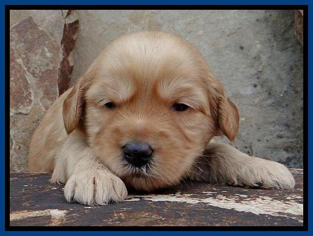 Sky Reagan pups 3 wks old 60