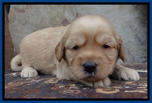 Sky Reagan pups 3 wks old 70