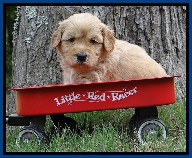 Sky Reagan pups 4 wks old 90