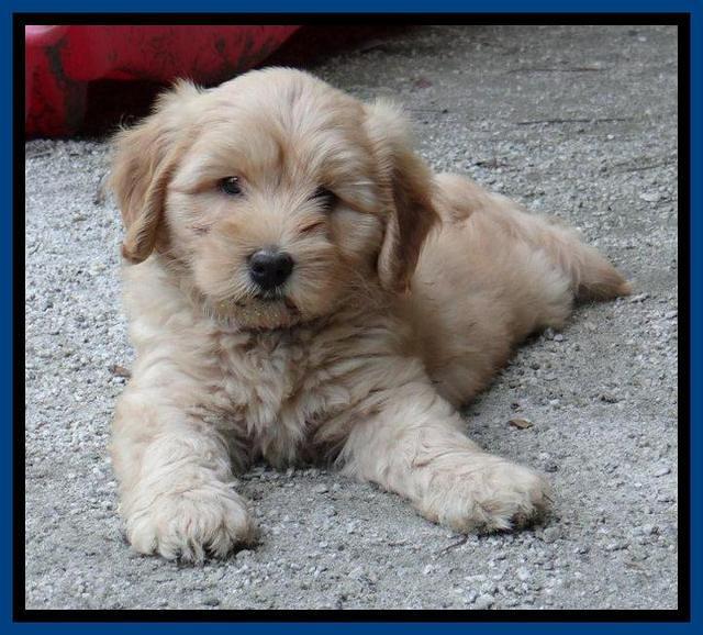 Sky Reagan pups 7 wks old 1511