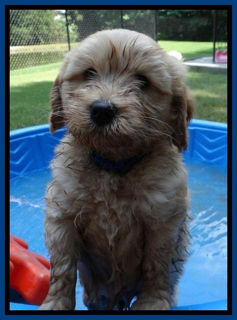 Sky Reagan pups 7 wks old 1611