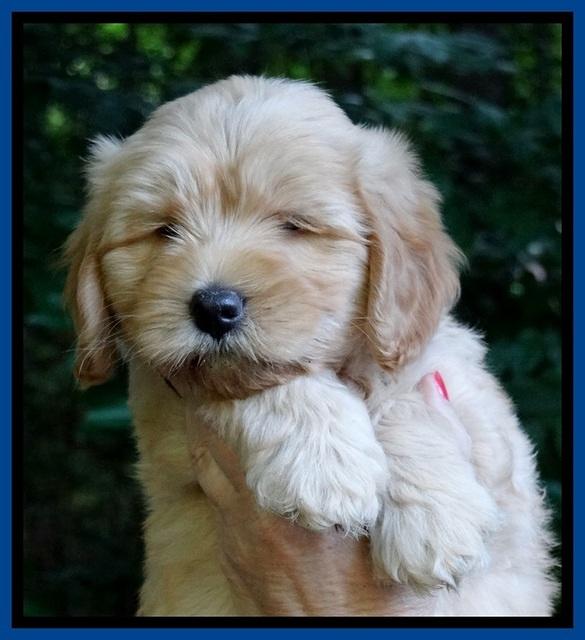 Sky Reagan pups 7 wks old 311