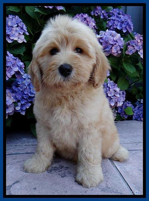 Sky Reagan pups 8 wks old 130