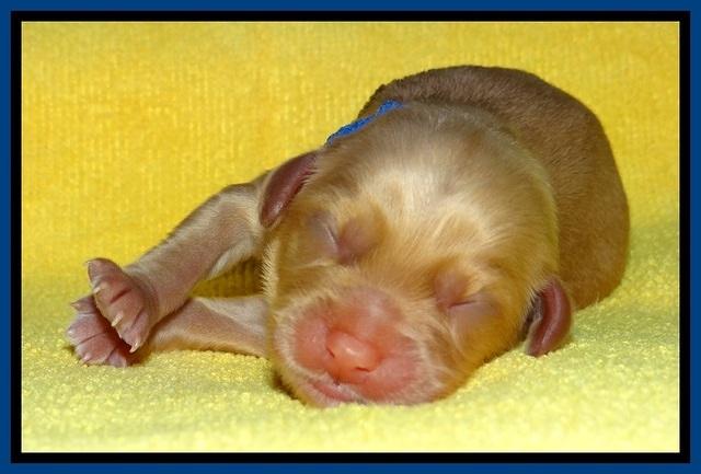 SkyReagan pups newborn 51