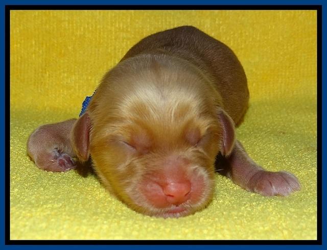 SkyReagan pups newborn 61