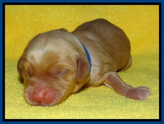SkyReagan pups newborn 71