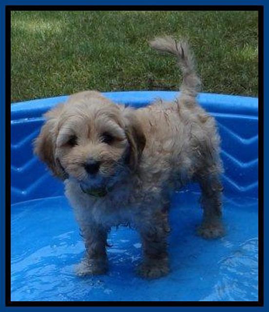 pool puppies  (2)